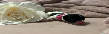Jack Russell 7