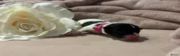 Jack Russell dogs for sale: Our beautiful girl Fia has had 8 beautiful babies  - Advert 4