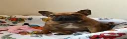 French Bulldog dogs for sale: French bulldog - Advert 1