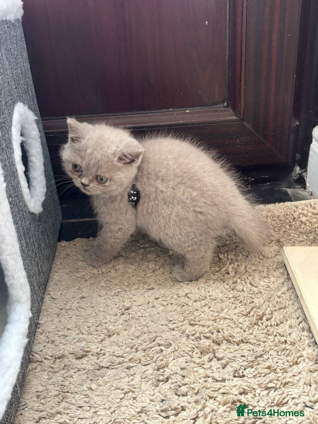 British Shorthair cats for sale: LILAC FEMALE BRITISH SHORTHAIR  - Image 2