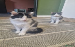 Mixed Breed cats for sale: Kittens - Image 4