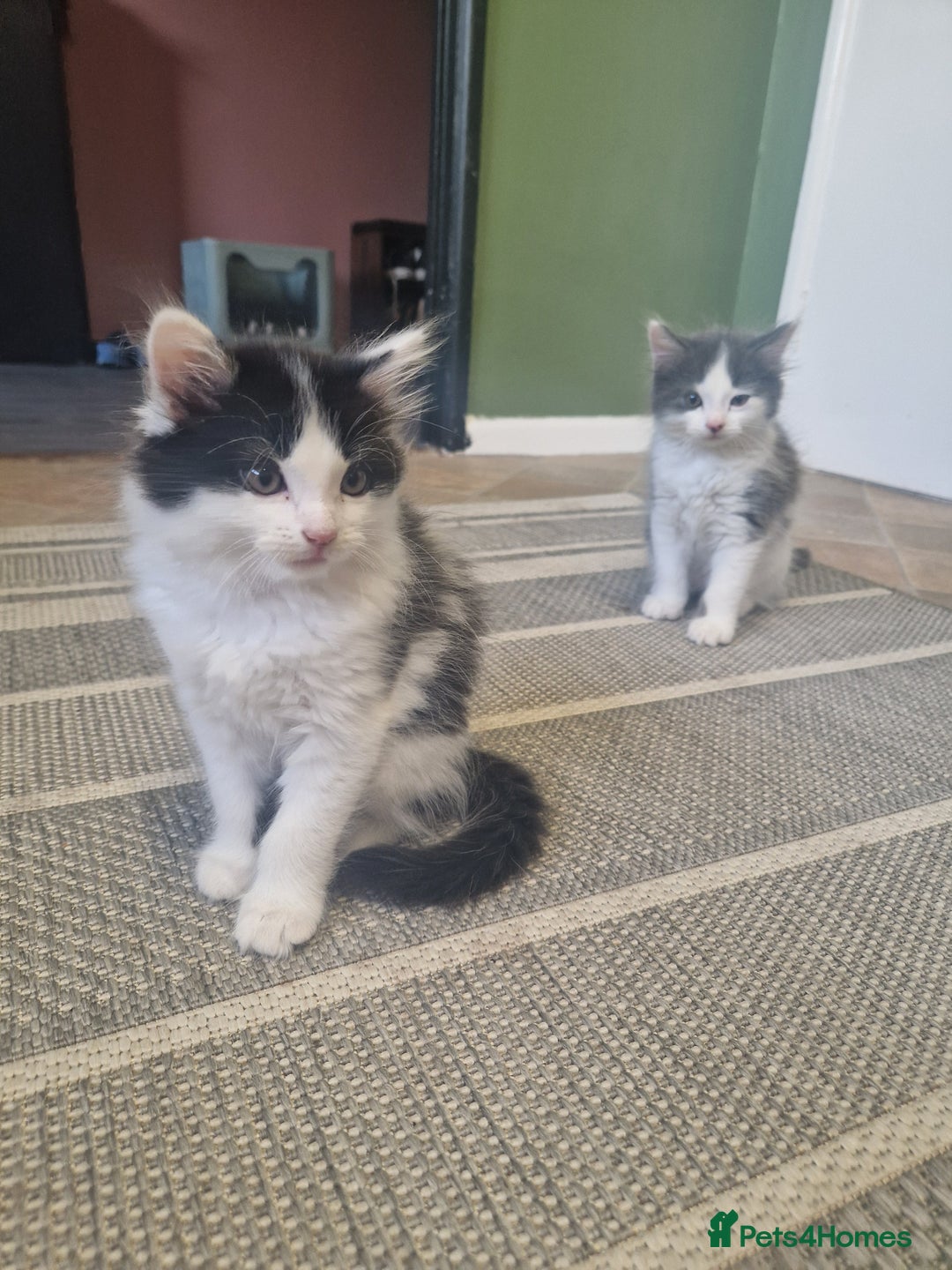 Mixed Breed cats for sale: Kittens - Image 4