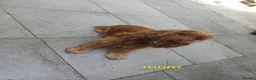 Cocker Spaniel dogs for sale: Last pup Show type cocker spaniel puppies  - Advert 24