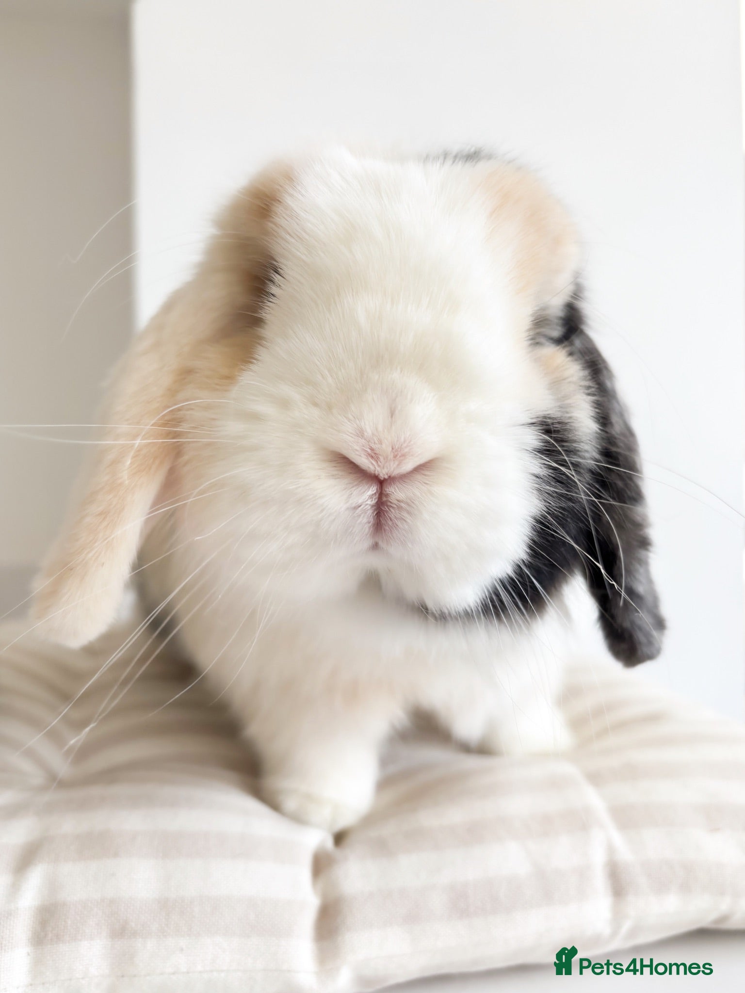 Mini Lop rabbits Gorgeous mini lop doe  - Advert 3