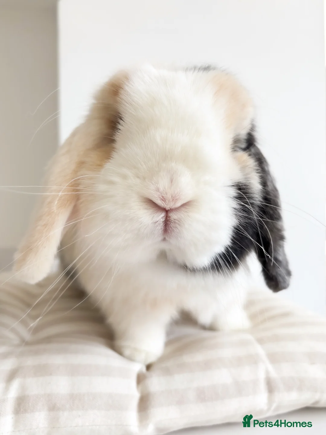 Mini Lop rabbits for sale: Gorgeous mini lop doe  - Advert 1