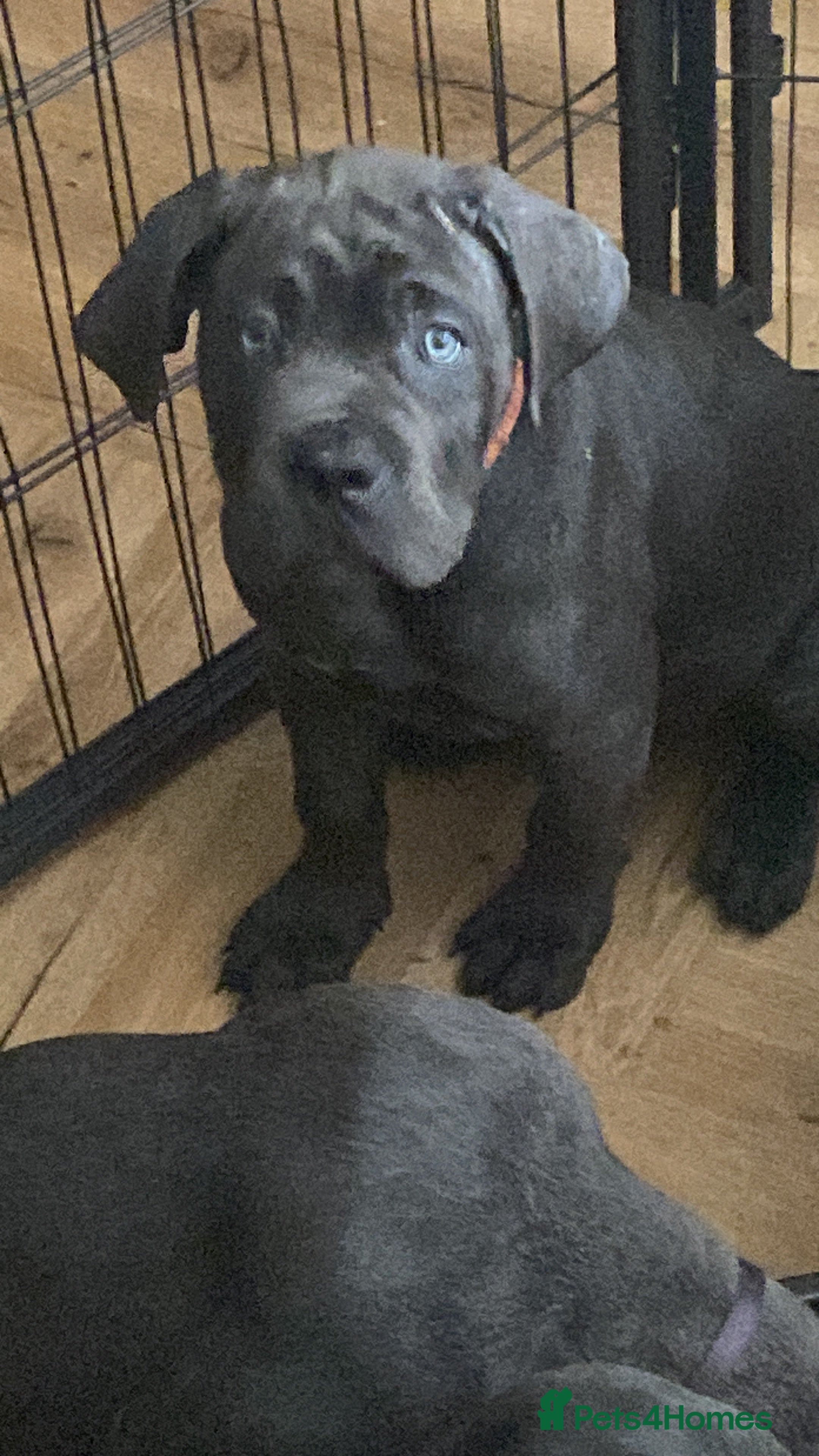 Cane Corso dogs cane corso puppies  - Advert 1