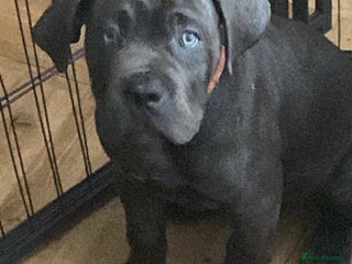 Cane Corso dogs cane corso puppies - Advert 7