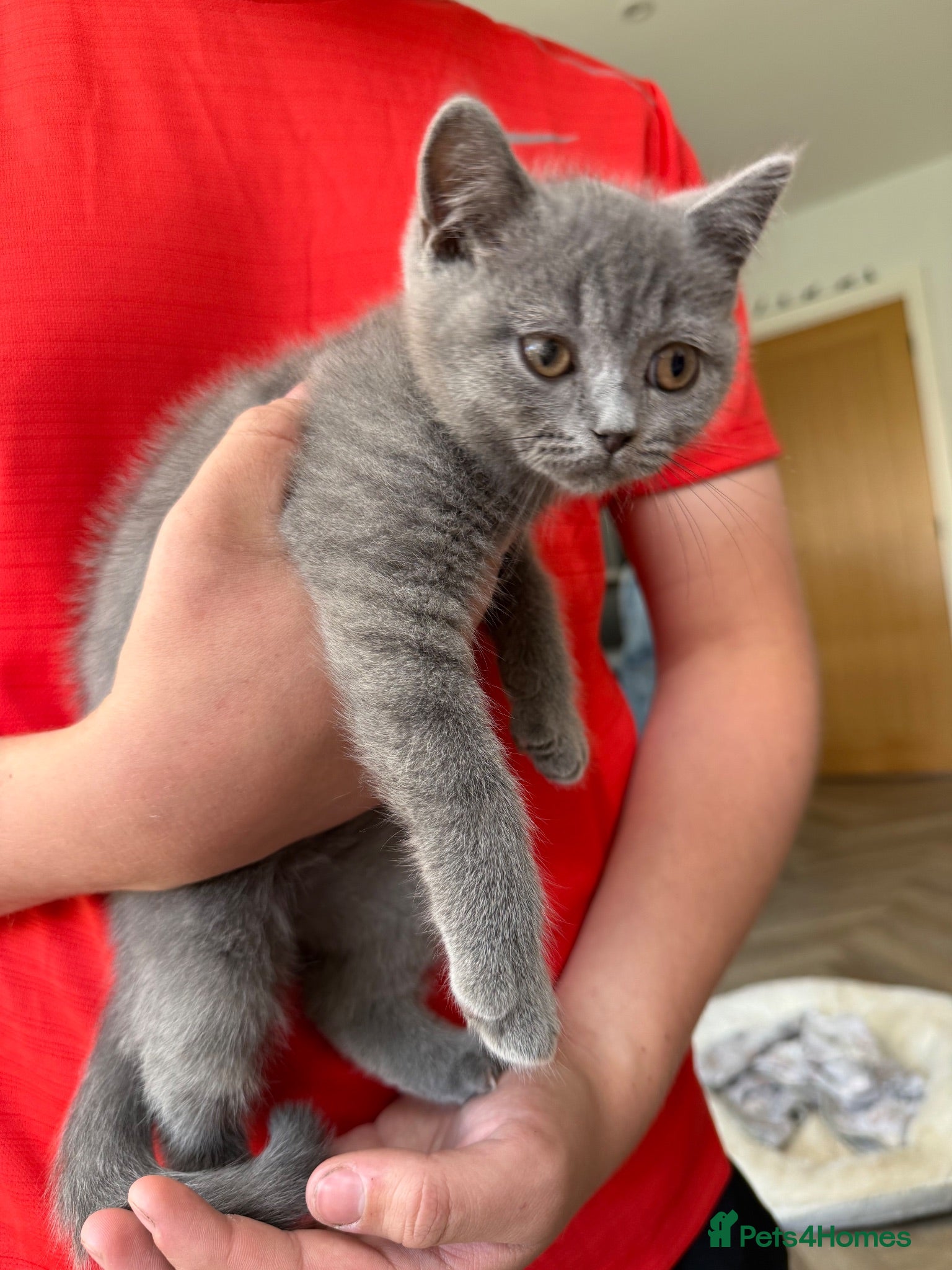 British Shorthair cats 💙BSH Male kittens ready now💙 - Advert 1