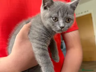 British Shorthair cats 💙BSH Male kittens ready now💙 - Advert 1