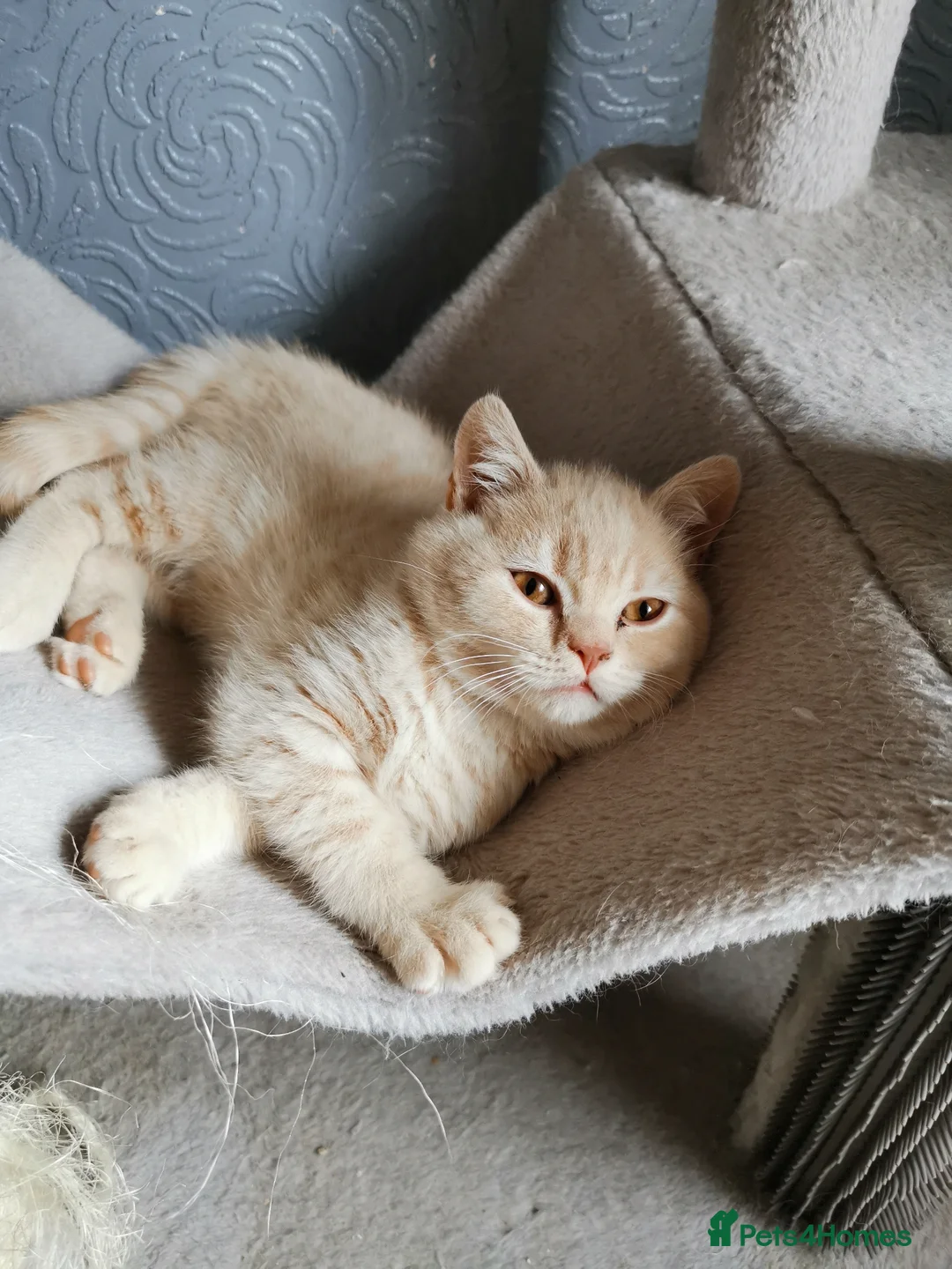 British Shorthair cats for sale: Stunning GCCF reg kittens ready to leave now! - Advert 2