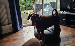 Dobermann dogs for sale: 10 month old Doberman female - Image 8