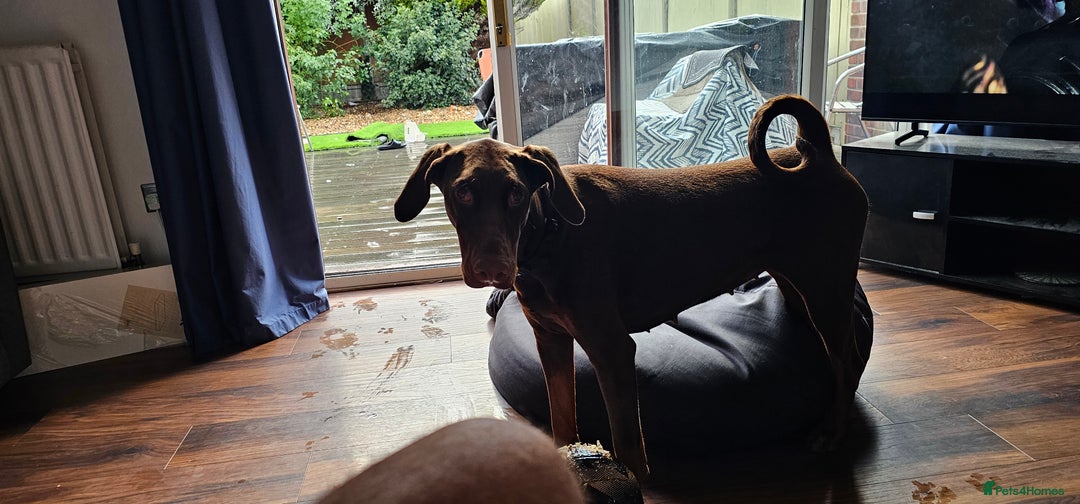 Dobermann dogs for sale: 10 month old Doberman female - Image 8