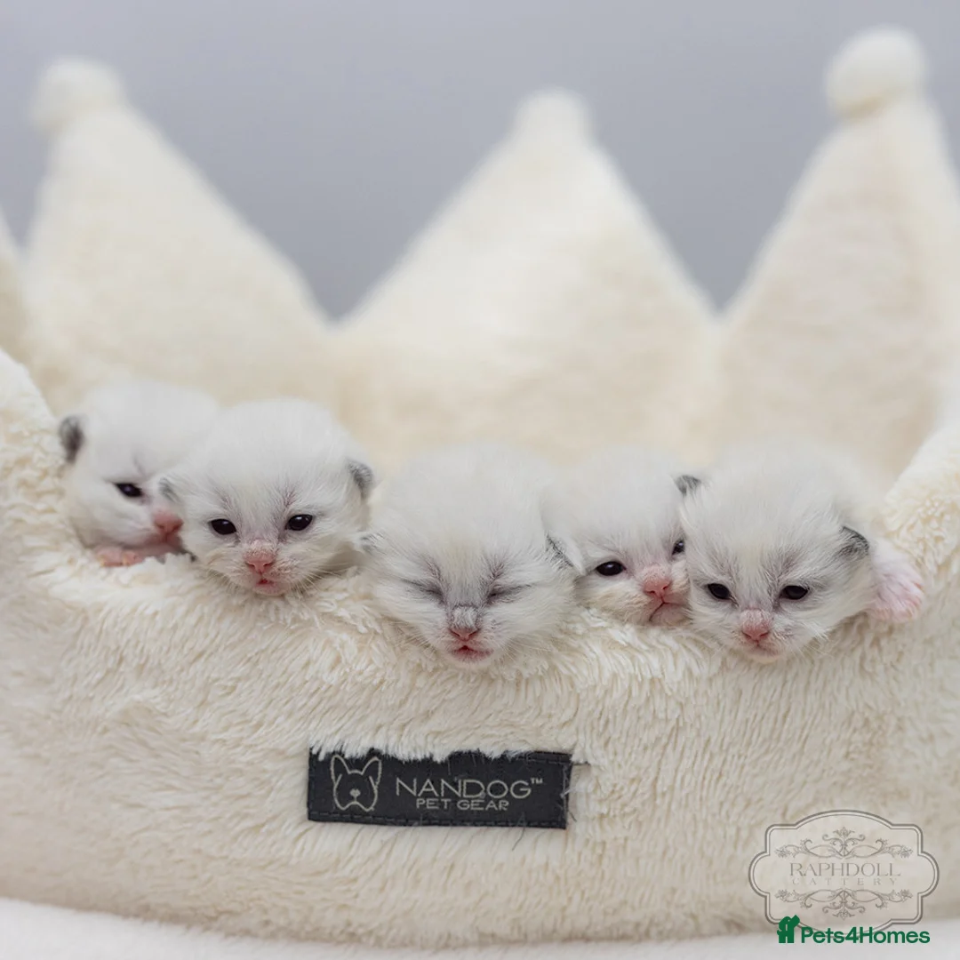 Ragdoll cats for sale: Ragdoll Kitten Boy LRDA Champion Bloodline! - Advert 2