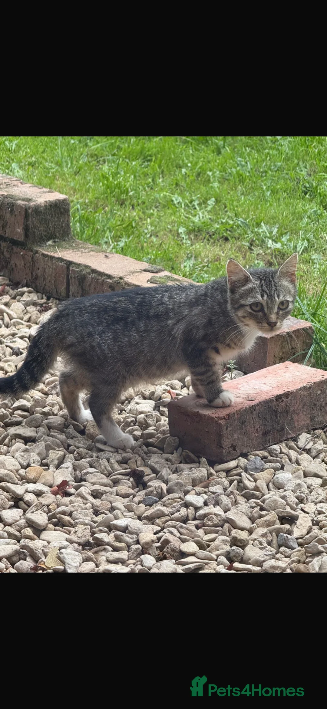 British Shorthair cats for sale: Farm cats  - Advert 1