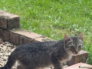 British Shorthair cats Farm cats - Advert 4