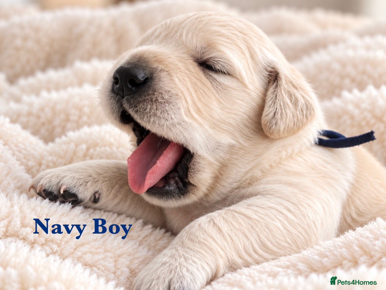 Golden Retriever dogs Champion line puppies 🏆 - Advert 2