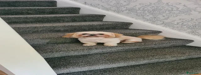 Coco