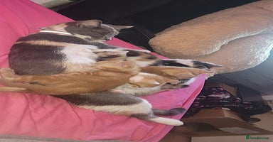 Mixed Breed cats - Advert 15