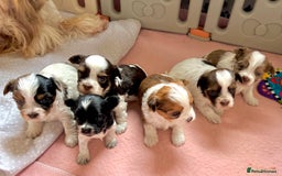 Yorkshire Terrier dogs for sale:  New Litter of Exotic Colourful Yorkshire Terriers - Image 1