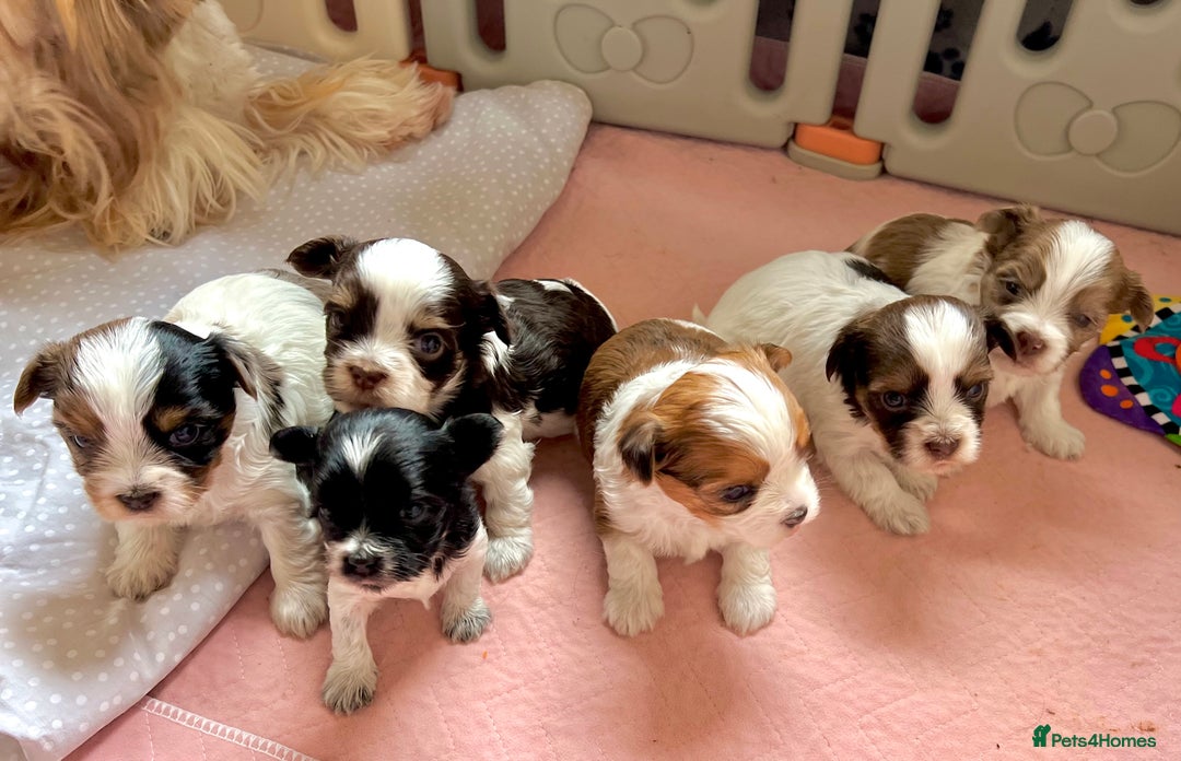 Yorkshire Terrier dogs for sale:  New Litter of Exotic Colourful Yorkshire Terriers - Image 1