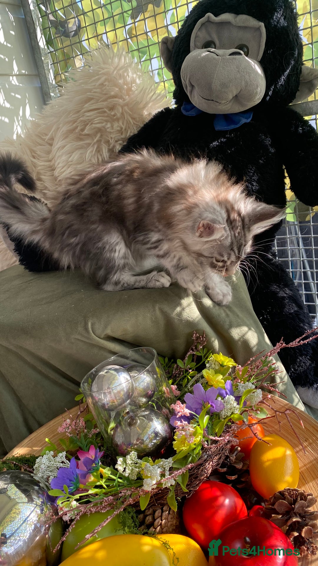 Maine Coon cats for sale: Pedigree registered Maine Coons - Image 7