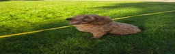 Cockapoo dogs for sale: This beautiful boy is available - Advert 2