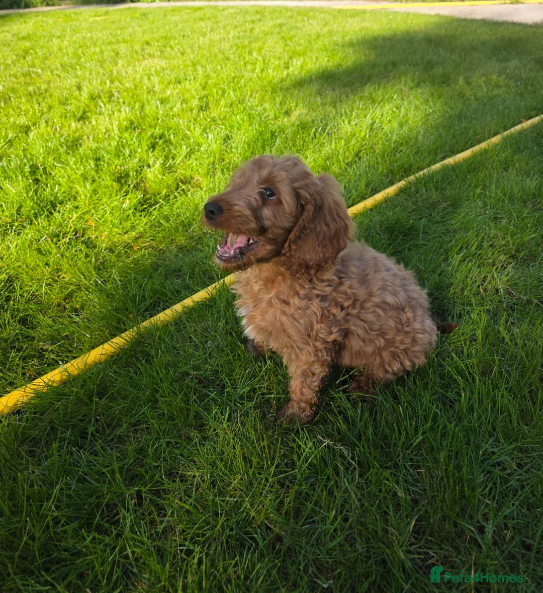 Cockapoo dogs for sale: This beautiful boy is available - Advert 2
