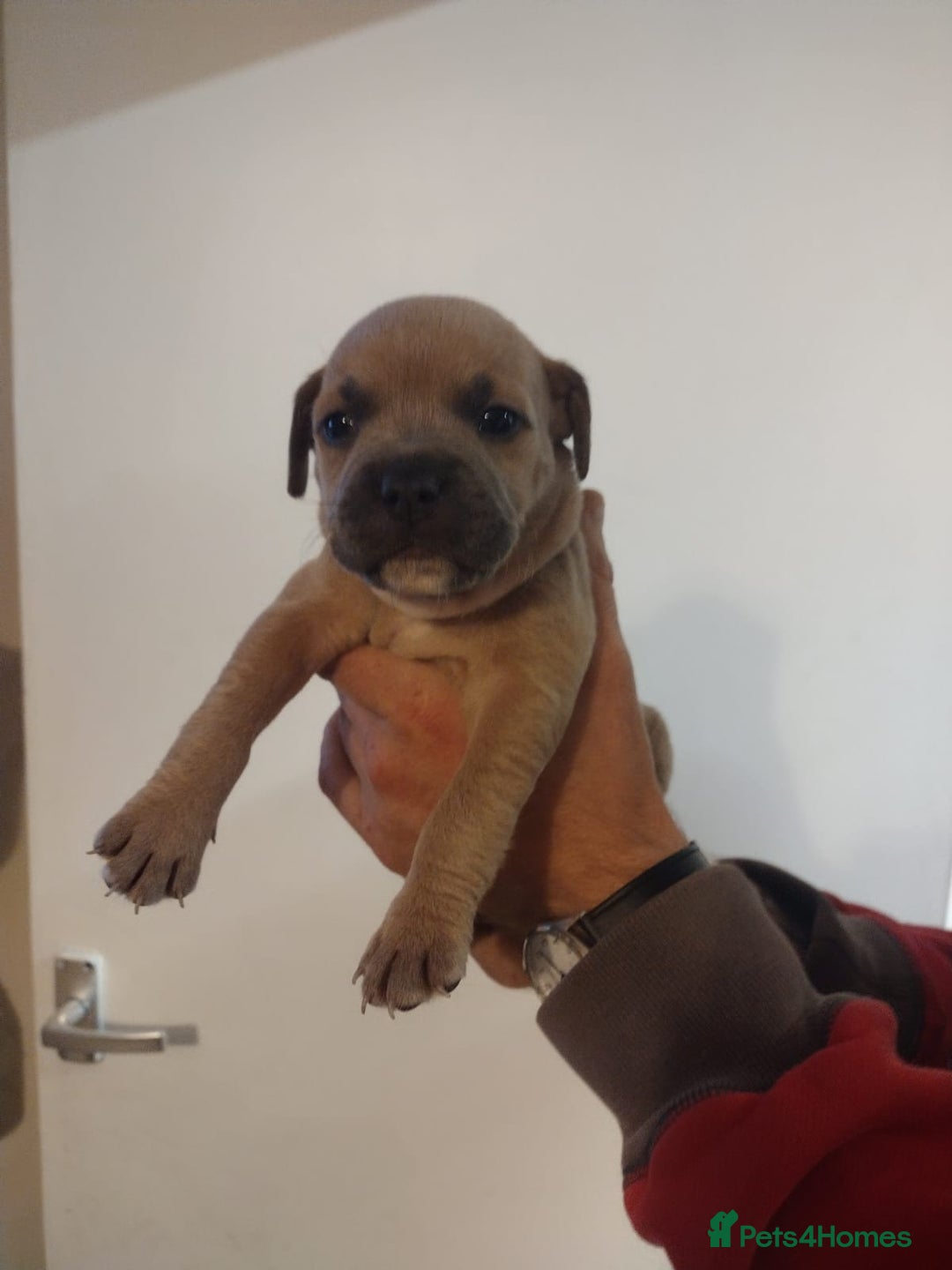 Mixed Breed dogs for sale: French x staffy cocker spaniel  - Image 8