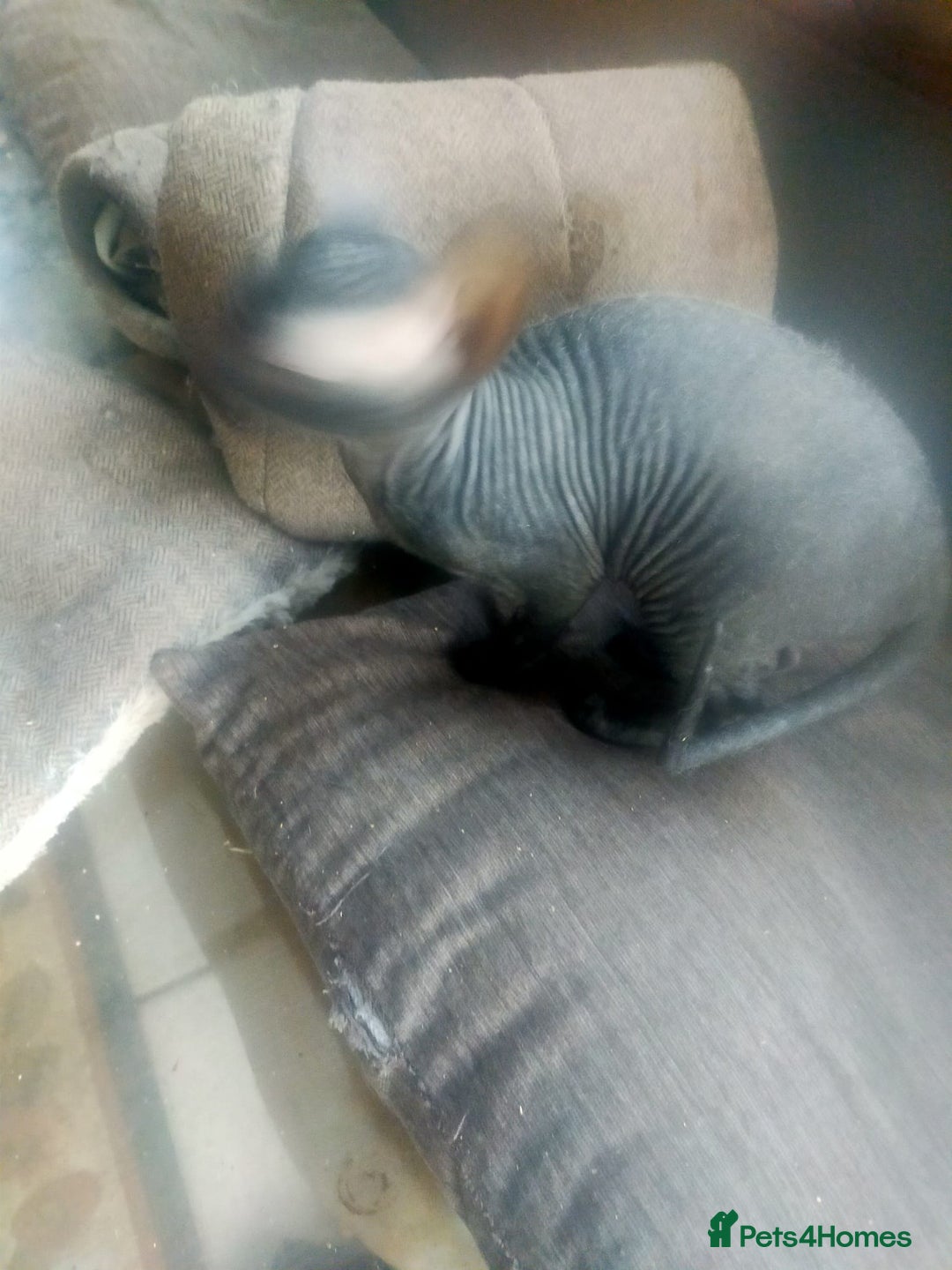 Sphynx cats for sale: FEMALE SPHYNX KITTENS  - Advert 4