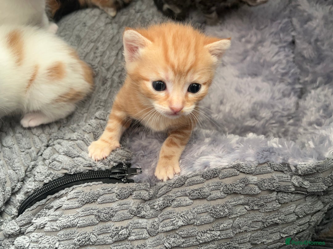 Mixed Breed cats for sale: Mixed breed kittens loving for their forever home - Advert 20