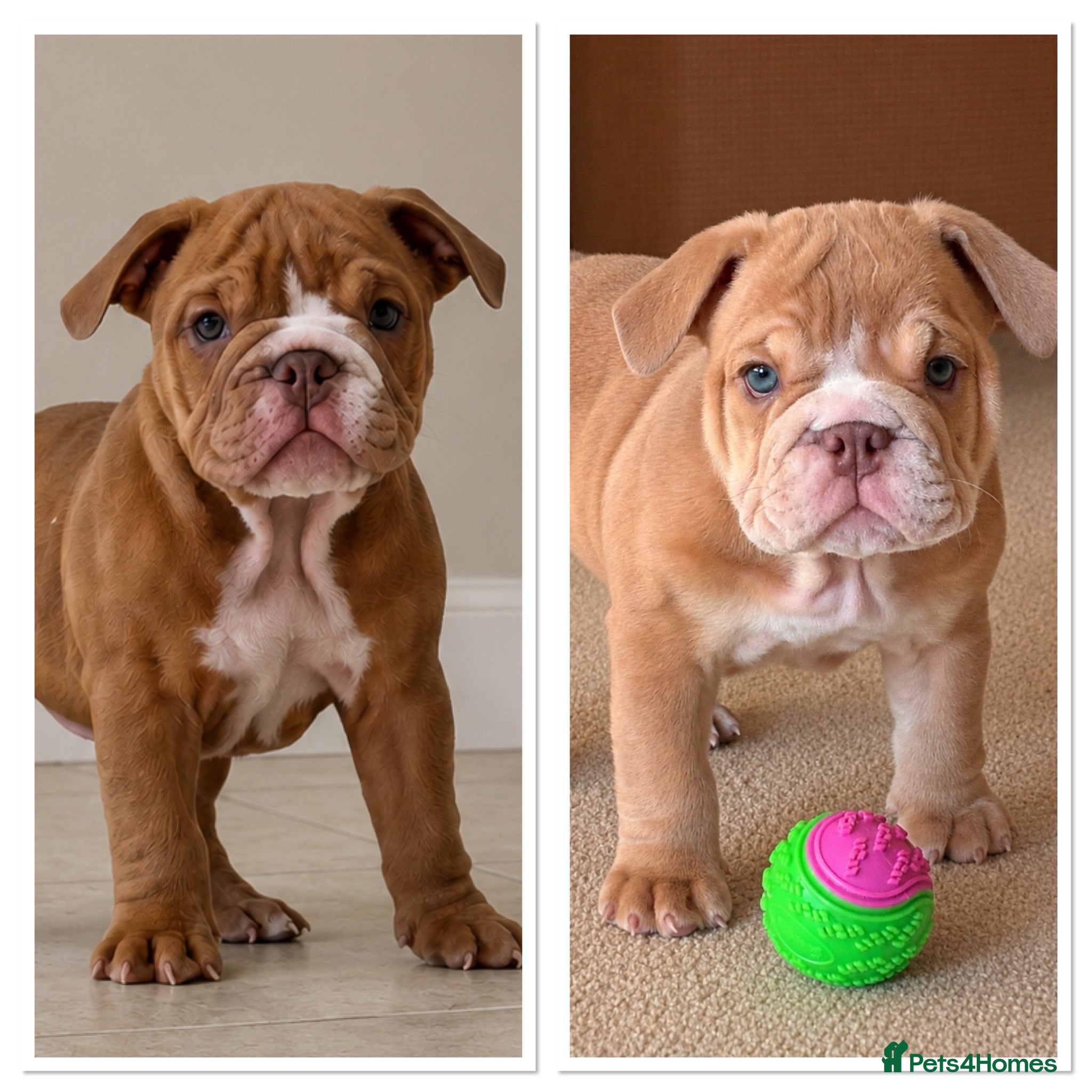 English Bulldog dogs English Bulldog Puppies  - Advert 1