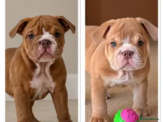 English Bulldog dogs English Bulldog Puppies - Advert 1