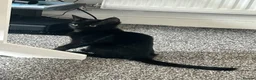 Mixed Breed cats for sale: 2 kittens looking for homes  in Preston - Advert 3