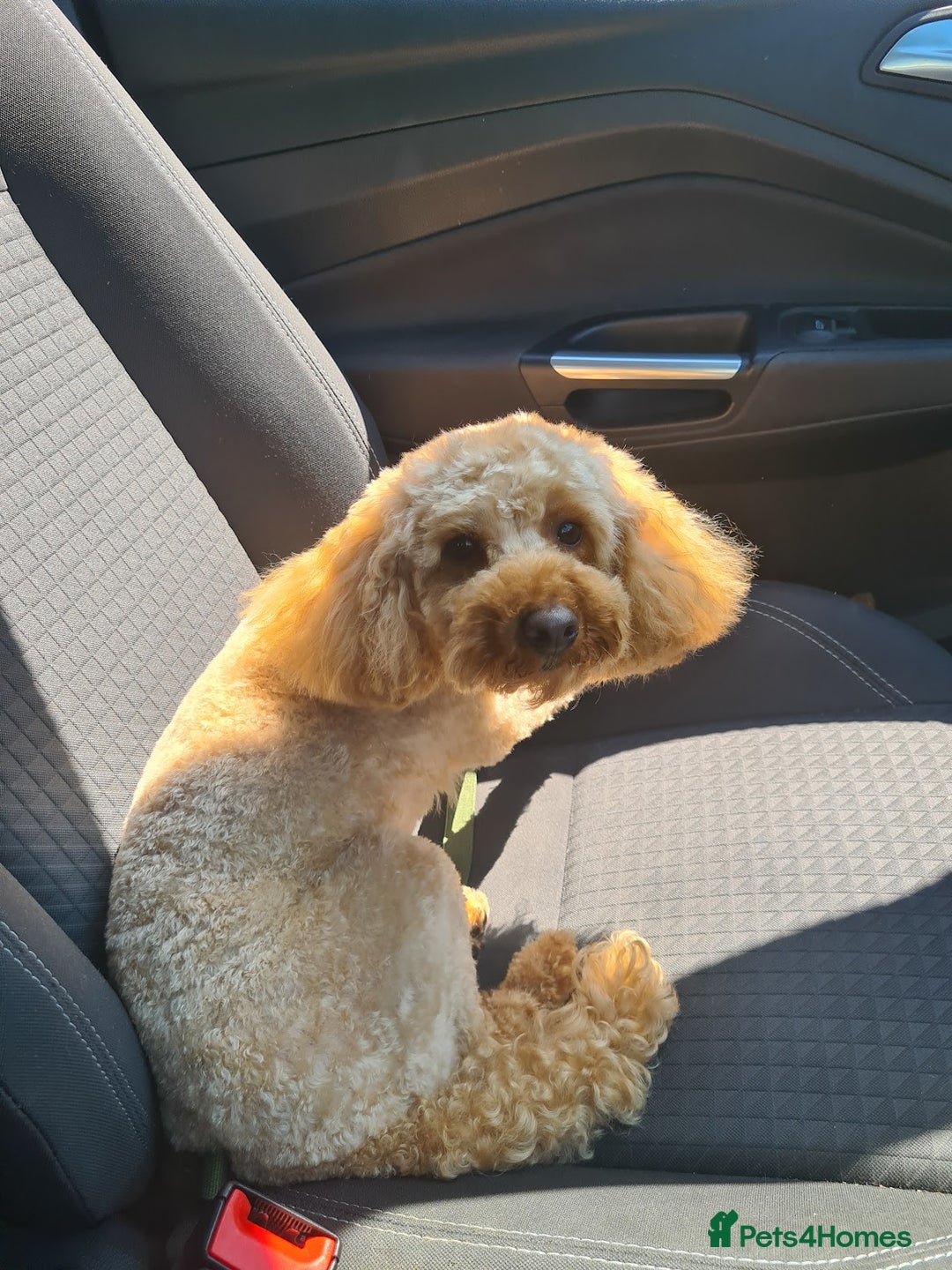 Toy Poodle dogs for sale: ***Stunning Fox red Toy Poodle puppies*** - Advert 6