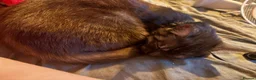 Mixed Breed cats for sale: 3 gorgeous kittens in Spennymoor - Advert 3