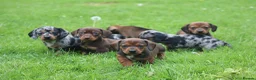 Miniature Dachshund dogs for sale: Stunning litter of Miniature Dachshunds  - Advert 1