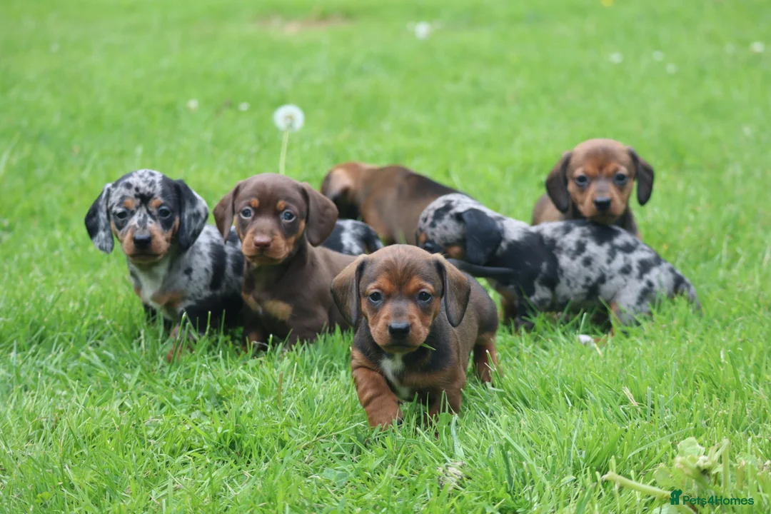 Miniature Dachshund dogs for sale: Stunning litter of Miniature Dachshunds  - Advert 1