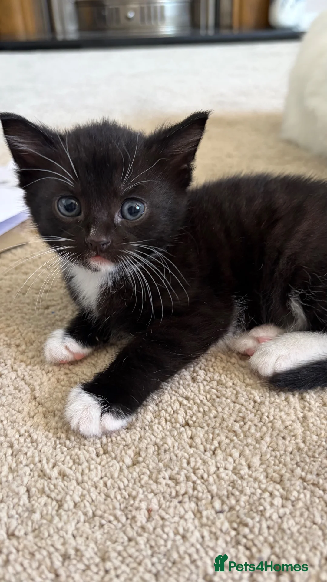 Mixed Breed cats for adoption: Mother cat and three kittens  - Advert 2