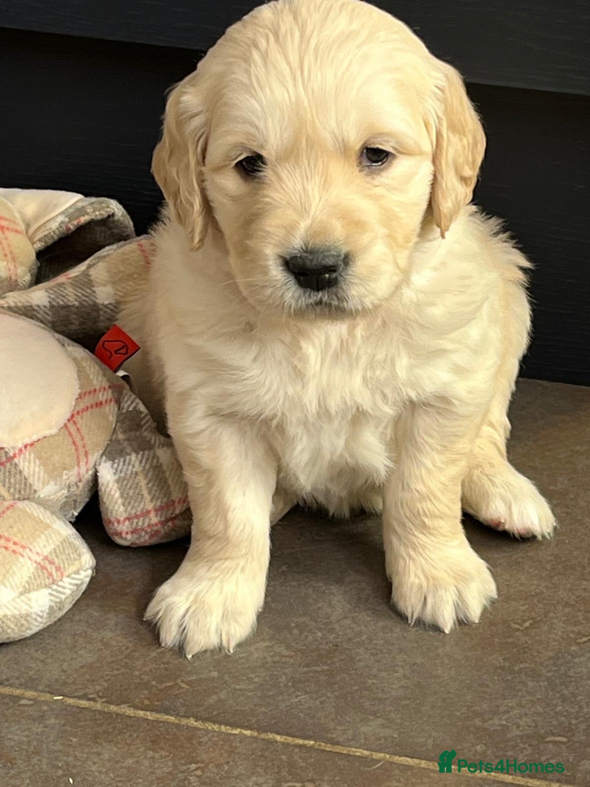 Golden Retriever dogs Kennel Club Registered Golden Retriever Puppies  - Advert 5