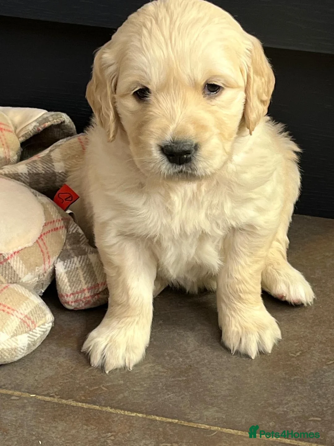 Golden Retriever dogs for sale: Kennel Club Registered Golden Retriever Puppies  - Advert 1