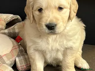 Golden Retriever dogs Kennel Club Registered Golden Retriever Puppies - Advert 1