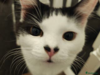 British Shorthair cats Boy 11 months and girl 1yr cats - Advert 1