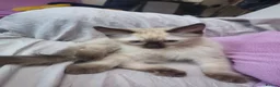 Ragdoll cats for sale: 3 Cute Ragdoll kittens - Advert 25