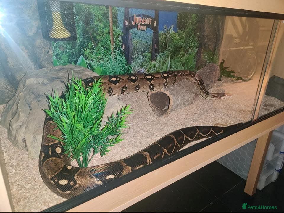 Boa Snake reptiles Male boa with 6ft viv - Advert 19