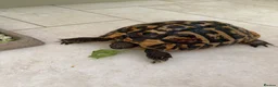 Tortoise reptiles for sale: For sale 10 year old female Hermann tortoise - Advert 5
