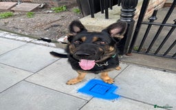 German Shepherd dogs for sale: 17month Old Male German Shepherd  - Image 2