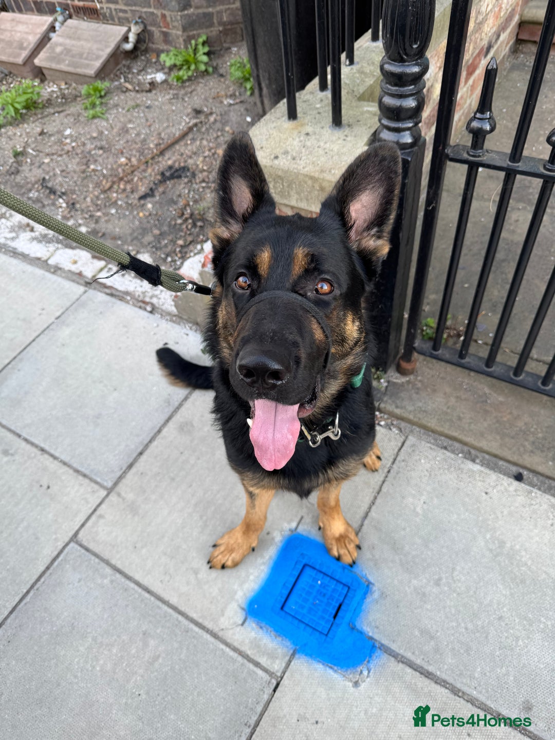 German Shepherd dogs for sale: 17month Old Male German Shepherd  - Image 2