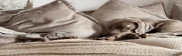 Weimaraner dogs for sale: Beautiful KC reg Weimaraner’s forever homes req - Advert 21