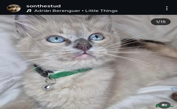 Ragdoll cats - Advert 5