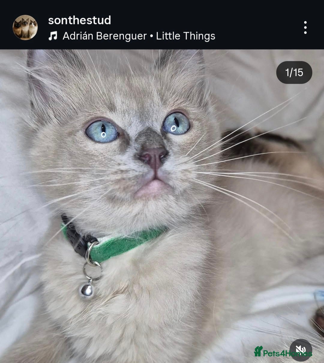 Ragdoll cats for sale: Proven healthy ragdolls 🐾 Sepias & traditionals   - Image 11